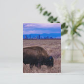 Buffalo in Denver, Colorado Briefkaart (Staand voorkant)
