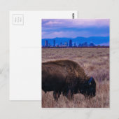 Buffalo in Denver, Colorado Briefkaart (Voorkant / Achterkant)