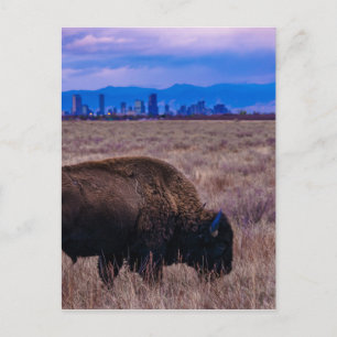 Buffalo in Denver, Colorado Briefkaart
