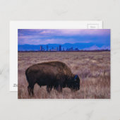 Buffalo in Denver, Colorado Briefkaart (Voorkant / Achterkant)
