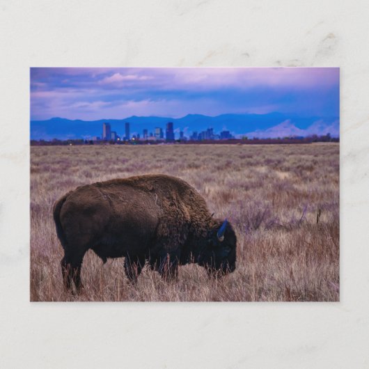 Buffalo in Denver, Colorado Briefkaart (Voorkant)