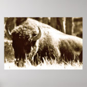 Buffalo in geelsteen poster (Voorkant)