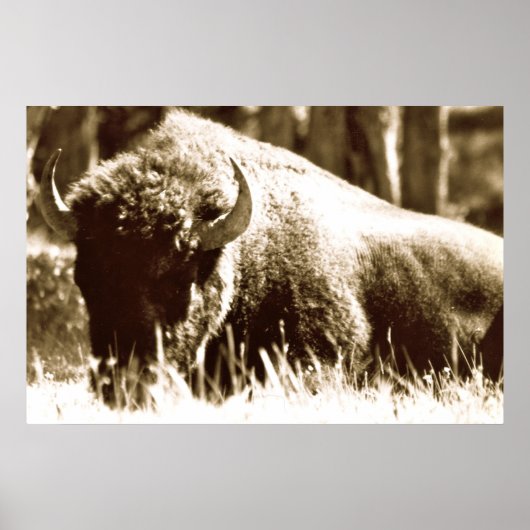 Buffalo in geelsteen poster (Voorkant)