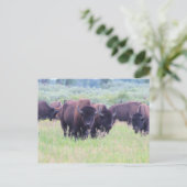 Buffalo in Grand Teton National Park Briefkaart (Staand voorkant)