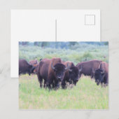 Buffalo in Grand Teton National Park Briefkaart (Voorkant / Achterkant)