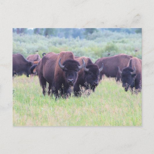 Buffalo in Grand Teton National Park Briefkaart (Voorkant)