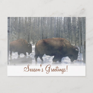Buffalo in het Briefkaart van de groeten van het S