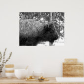 Buffalo in het Nationaal Park Yellowstone Poster (Keuken)