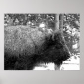 Buffalo in het Nationaal Park Yellowstone Poster (Voorkant)
