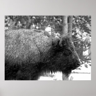 Buffalo in het Nationaal Park Yellowstone Poster