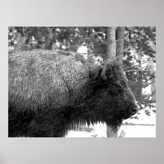 Buffalo in het Nationaal Park Yellowstone Poster (Voorkant)