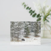 Buffalo in het natuurpark van geelsteen briefkaart (Staand voorkant)