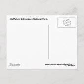 Buffalo in het natuurpark van geelsteen briefkaart (Achterkant)