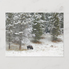 Buffalo in het natuurpark van geelsteen briefkaart
