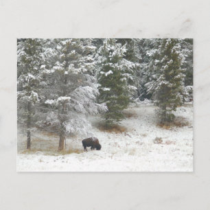 Buffalo in het natuurpark van geelsteen briefkaart