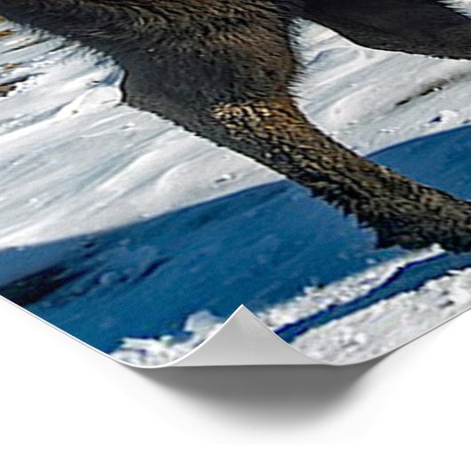 Buffalo in the Snow Poster (Hoek)