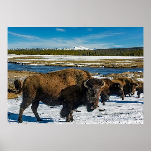 Buffalo in the Snow Poster (Voorkant)