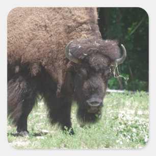 Buffalo in veld vierkante sticker