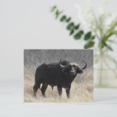 Buffalo in Zuid-Afrika Briefkaart (Staand voorkant)