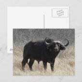 Buffalo in Zuid-Afrika Briefkaart (Voorkant / Achterkant)