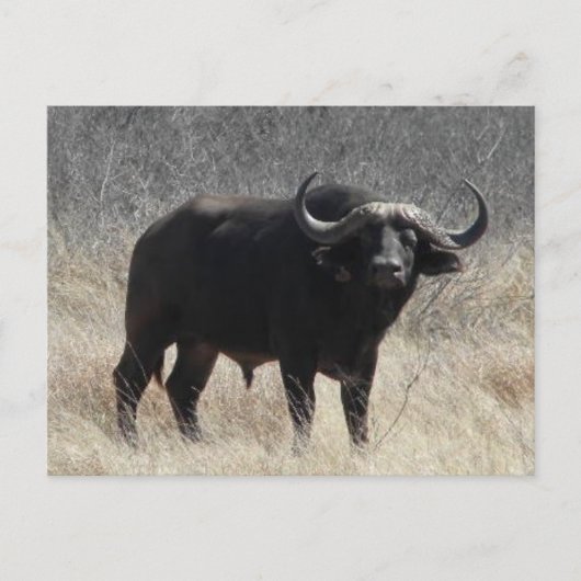 Buffalo in Zuid-Afrika Briefkaart (Voorkant)