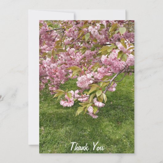 Buffalo Japanse Tuin Roze Kersenbloesem Bedankkaart (Voorkant)