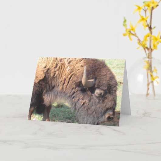 Buffalo Kaart (Gele Bloem)