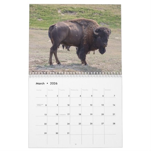 Buffalo Kalender (Mar 2026)