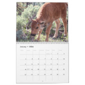 Buffalo Kalender (Jan 2026)