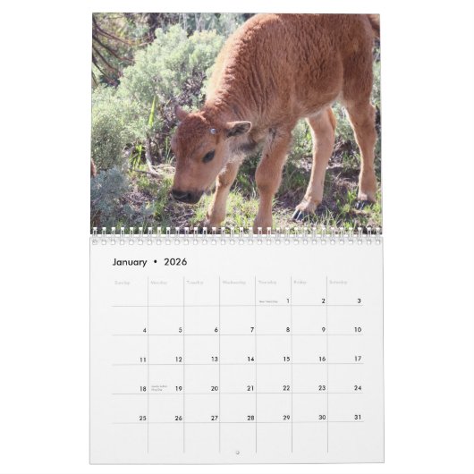 Buffalo Kalender (Jan 2026)