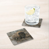 Buffalo Kartonnen Onderzetters (Insitu)