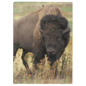 Buffalo Klembord (Achterkant)