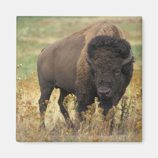 Buffalo Magneet (Voorkant)