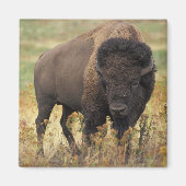 Buffalo Magneet (Voorkant)