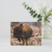 BUFFALO - MINNEOPA STATE PARK - MINNESOTA USA BRIEFKAART (Staand voorkant)