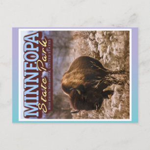 BUFFALO - MINNEOPA STATE PARK - MINNESOTA USA BRIEFKAART