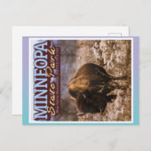BUFFALO - MINNEOPA STATE PARK - MINNESOTA USA BRIEFKAART (Voorkant / Achterkant)