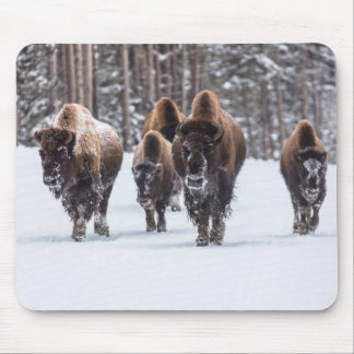 Buffalo Muismat