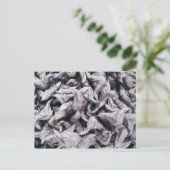 Buffalo Nuts - Waterkaltrop Briefkaart (Staand voorkant)