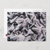 Buffalo Nuts - Waterkaltrop Briefkaart (Voorkant / Achterkant)