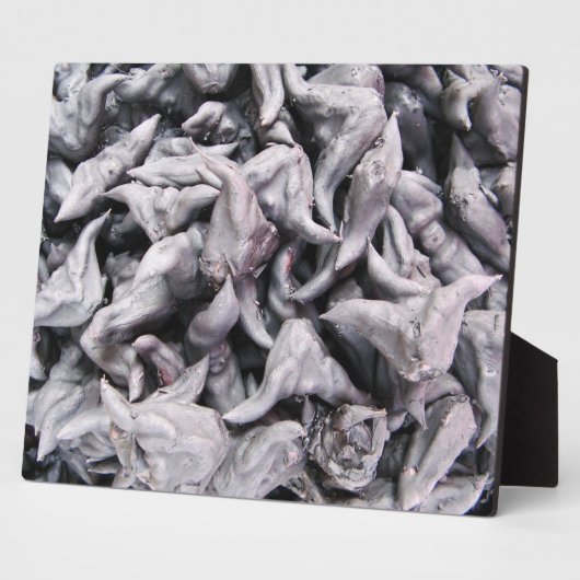 Buffalo Nuts - Waterkaltrop Fotoplaat (Zijkant)