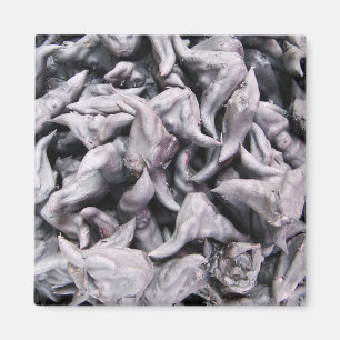 Buffalo Nuts - Waterkaltrop Magneet