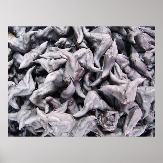 Buffalo Nuts - Waterkaltrop Poster (Voorkant)