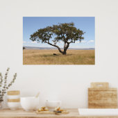 Buffalo onder acia-boom poster (Keuken)