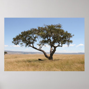 Buffalo onder acia-boom poster