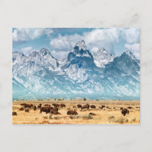 Buffalo onder het Grand Teton-gebergte Briefkaart