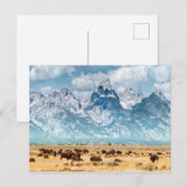 Buffalo onder het Grand Teton-gebergte Briefkaart (Voorkant / Achterkant)