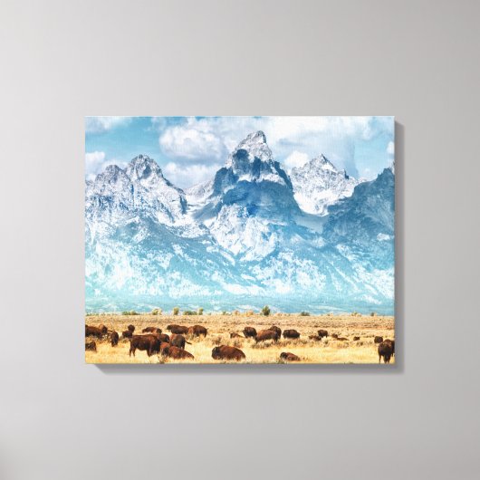Buffalo onder het Grand Teton-gebergte Canvas Afdruk (Voorkant)