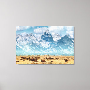 Buffalo onder het Grand Teton-gebergte Canvas Afdruk