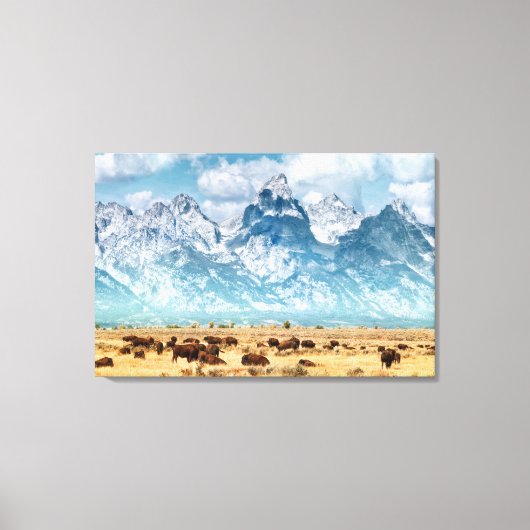 Buffalo onder het Grand Teton-gebergte Canvas Afdruk (Voorkant)